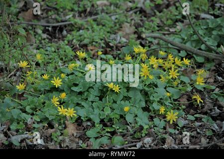 Scharbockskraut (Ficaria verna) Blüte in einem Park in Waltrop, Deutschland Stockfoto