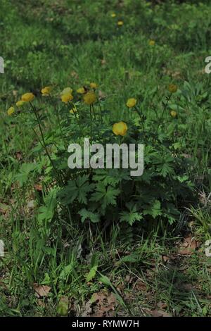 Globus Blume (Trollius europaeus) auf einer Wiese in einem buchenwald der Beckumer Berge, Deutschland Stockfoto