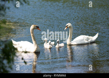 Eine Familie von höckerschwäne (Cygnus olor) Schwimmen in einem Teich in Westford, Massachusetts, USA. Stockfoto