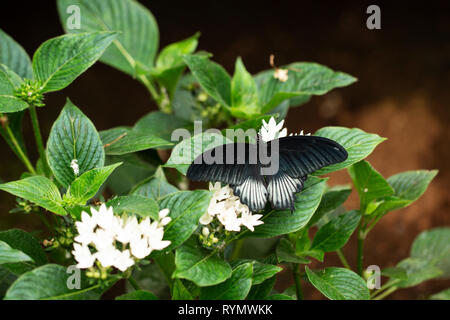 Ein männlicher agenor Papilio memnon, oder großer Mormon, ein großer Schmetterling, der aus Südasien stammt und zur Schwalbenschwanzfamilie gehört, auf einem weißen pentastrauch. Stockfoto