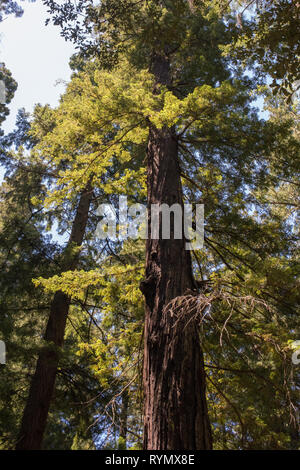 Altmodischer Spaß können, indem sie versuchen, moderne Autos durch die historische Antrieb Antrieb - durch Tree, wie der kronleuchter Baum, in Leggett, CA bekannt. Stockfoto