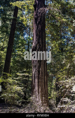 Altmodischer Spaß können, indem sie versuchen, moderne Autos durch die historische Antrieb Antrieb - durch Tree, wie der kronleuchter Baum, in Leggett, CA bekannt. Stockfoto