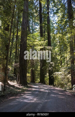 Altmodischer Spaß können, indem sie versuchen, moderne Autos durch die historische Antrieb Antrieb - durch Tree, wie der kronleuchter Baum, in Leggett, CA bekannt. Stockfoto