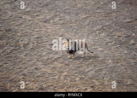 Löwen durchstreifen die Ebenen im Wild Animal Sanctuary in Colorado Stockfoto