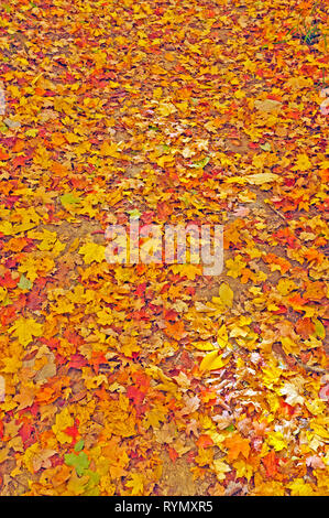 Herbstlaub im Brown County State Park in Indiana Stockfoto