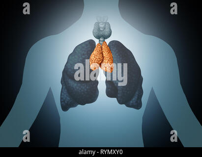 Thymus Organ des Menschen und der stopfbuchse Anatomie mit Lungen- und Schilddrüsenerkrankungen in einer 3D-Darstellung. Stockfoto