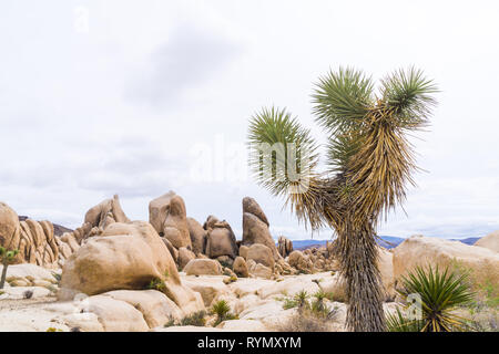 Reisen in den Joshua Treen Nationalpark im südlichen Kalifornien Stockfoto