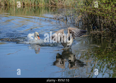 Diese zwei waren, die sich gegenseitig für ca. 30 Minuten. Die Kanadagans würde ins Wasser gehen nur von der Höckerschwan gejagt werden. Stockfoto