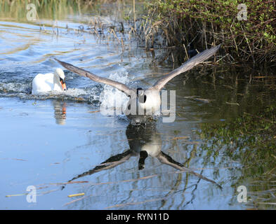 Höckerschwan Jagd Kanadagans Stockfoto