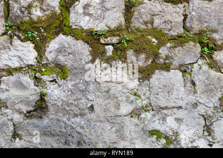 Überwucherte Mauer in der alten Stadt. Texturierte Mauerwerk mit Moos und Gras bewachsenen Stockfoto