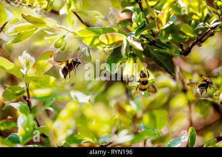 Drei Hummeln in einem hellen Frühling Garten. Selektiver Fokus Stockfoto