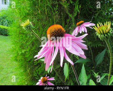 Echinacea purpurea (coneflower). Schönen lila Blüten mit einem Orange Center im Garten Stockfoto