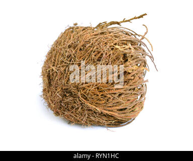 Selaginella lepidophylla oder Lycopodium lepidophyllum. Blume aus Stein, falsche Rose von Jericho Rose von Jericho, der Auferstehung, der Auferstehung Moos, Stockfoto