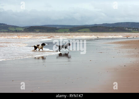 Zwei Hunde spielen in die Wellen am Strand von Exmouth, Devon, England Stockfoto