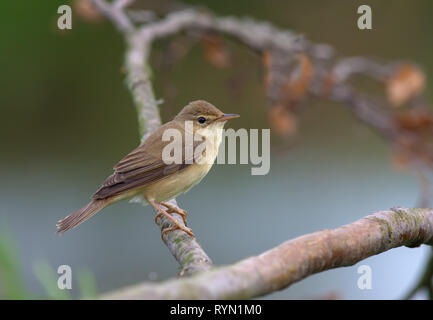 Marsh warbler thront auf einem trockenen Zweig Stockfoto