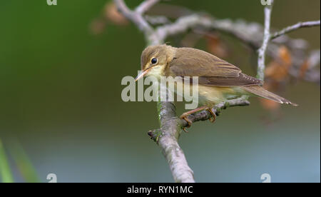 Marsh warbler auf einer trockenen Zweig posing Stockfoto