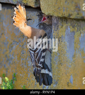 Wiedehopf Fütterung seiner jüngeren Kind in Wand Stockfoto