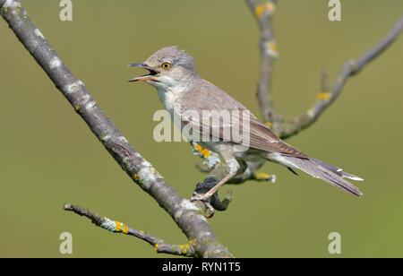 Gesperrt warbler auf Zweig mit offenem Schnabel gehockt Stockfoto