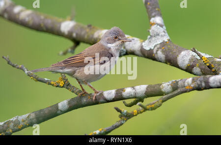 Common whitethroat thront in Flechten zweigen abgedeckt Stockfoto