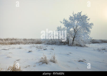 Ein Baum in heavy Frost an einem nebligen Morgen in der Nähe von Reardon, Washington abgedeckt. Stockfoto