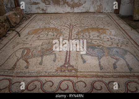 Römischer Mosaikfußboden in Madaba archeological Museum, Gazellen und Ochsen, Jordanien, Naher Osten Stockfoto