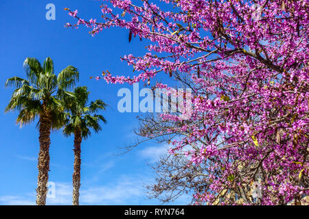 Valencia Palme und blühender Judas Baum Valencia Spanien Frühlingsblume Blumenbaum Cercis Siliquastrum Judas Baumgarten mit Palmen Stockfoto