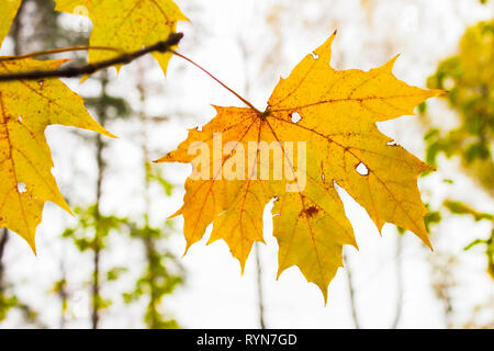 Vergilbte maple leaf auf einem Ast Stockfoto