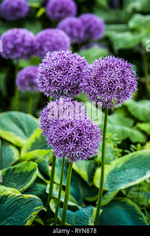 Gruppe von lila Allium Globemaster in voller Blüte, kombiniert mit Panaschierten funkien Stockfoto