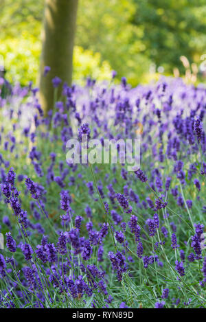 Masse Anbau von Lavendel, Lavandula Angustifolia 'Hidcote', kurze Schärfentiefe Stockfoto