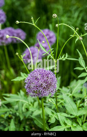 Gruppe von lila Allium cristophii mit Knospen, Cephalaria gigantea gekoppelt, und Blätter Stockfoto