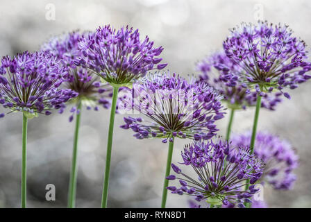 Luftig Gruppe von Allium Hollandicum auf hohen Stielen, gegen Licht, verschwommenen Hintergrund Stockfoto