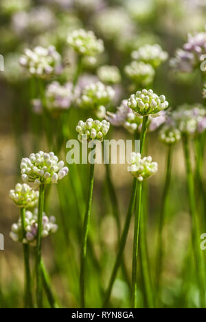 Büschel von Allium senescens Montanum, Pink und Weiß gegen Hintergrund verschwommen Stockfoto