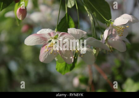 Prunus subhirtella, Prunus pendula, Prunus autumnalis, Winter flowering cherry, Cherry, Cherry, oder Higan rosebud Kirsche. Stockfoto