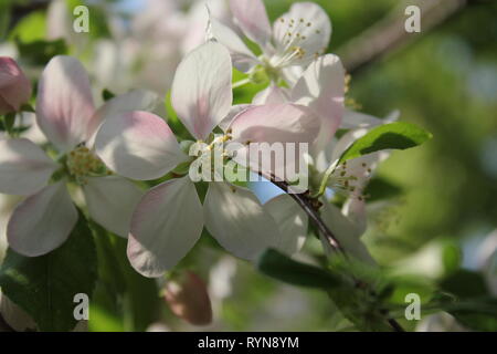 Prunus subhirtella, Prunus pendula, Prunus autumnalis, Winter flowering cherry, Cherry, Cherry, oder Higan rosebud Kirsche. Stockfoto