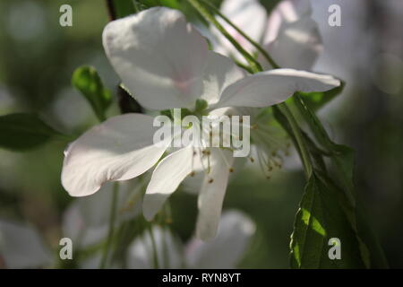 Prunus subhirtella, Prunus pendula, Prunus autumnalis, Winter flowering cherry, Cherry, Cherry, oder Higan rosebud Kirsche. Stockfoto