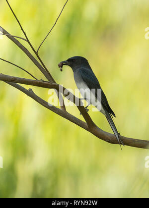 Weißbauch-Drongo (Dicrurus caerulescens) mit Beute auf einem Ast Stockfoto