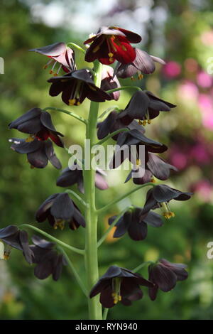 Fritillaria persica, Perserlilie, Liliengewächse, wächst auf der Wiese. Stockfoto