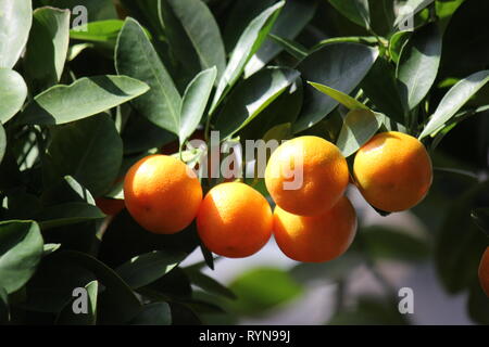 Calamondin, Zitrus, microcarpa Citrofortunella microcarpa, Citrofortunella mitis, kalamansi, Citrus mitis Stockfoto