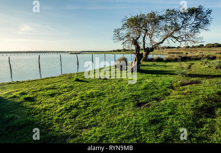 Alte Korkeiche (Quercus suber) am Ufer des Sees mit Morgensonne Licht Stockfoto