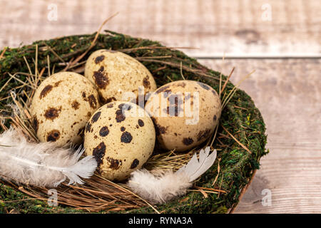 Wachtel Eier in einem Nest - Holz Muster Hintergrund Stockfoto