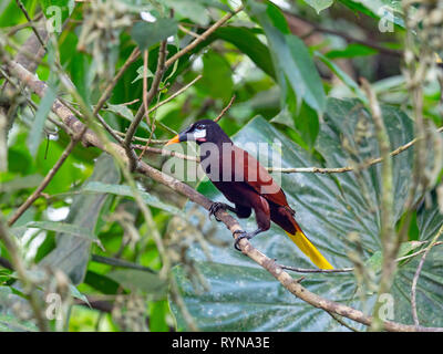 Montezuma oropendola Psarocolius montezuma Costa Rica Stockfoto