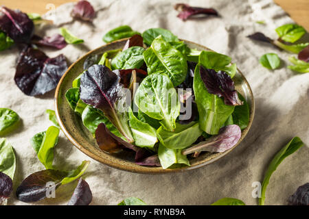 Raw Green Organic Baby Römersalat in eine Schüssel geben. Stockfoto