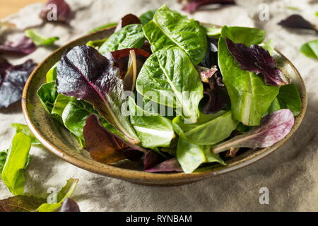 Raw Green Organic Baby Römersalat in eine Schüssel geben. Stockfoto