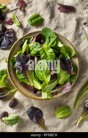 Raw Green Organic Baby Römersalat in eine Schüssel geben. Stockfoto