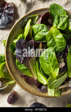 Raw Green Organic Baby Römersalat in eine Schüssel geben. Stockfoto