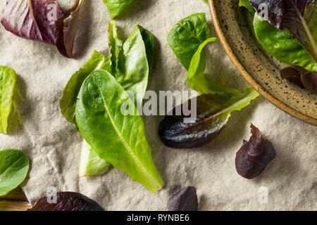 Raw Green Organic Baby Römersalat in eine Schüssel geben. Stockfoto