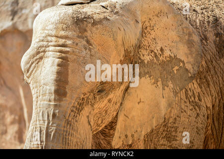 Elefante africano de Sabana Loxodonta Africana Stockfoto