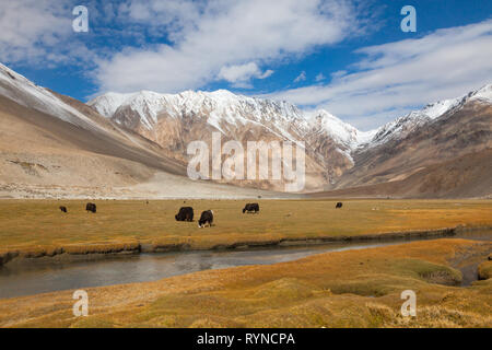 Herbstliche Landschaft von Hochgelegenen Weide mit weidenden Yaks, irgendwo zwischen Tangtse und Pangong Tso, Ladakh, Jammu und Kaschmir, Indien Stockfoto