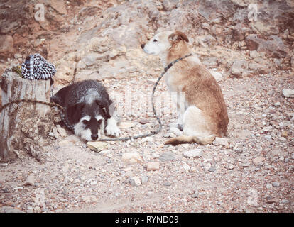 Zwei Hunde warten auf ihre Besitzer auf einen alten Stamm gebunden Stockfoto