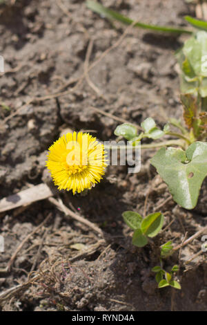 Gelbe Blume Mutter und Stiefmutter im Gras. Die ersten Frühlingsblumen. Gelb Frühling Blumen Stockfoto